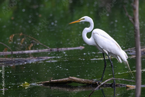 Great egret perched on a branch over a pond.