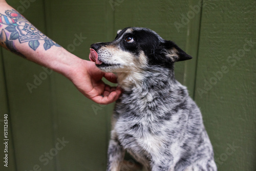 dog getting pets while licking lips wanting treats 