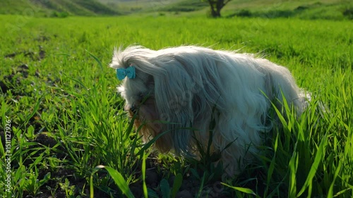 Cute shih-tzu dog walking on the meadow and eating grass