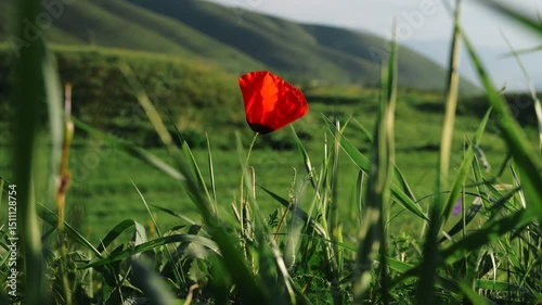 Red poppy flower on mountains background on spring day