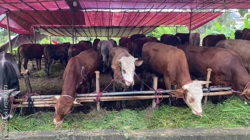 Cows Feeding on Grass in Outdoor Pen at Livestock Market
