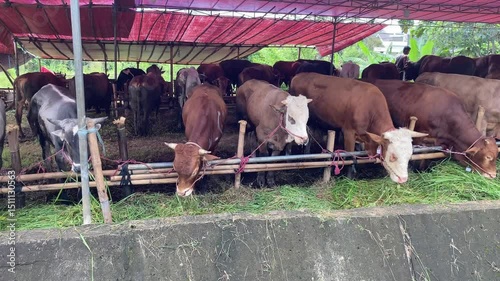 Cattle Eating Grass in Enclosure at Livestock Market