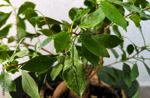 Home ficus with drops of water on its leaves. Caring for houseplants. Fresh green foliage of home ficus.