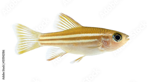 Gold and White Fish Swimming in Clear Water Background