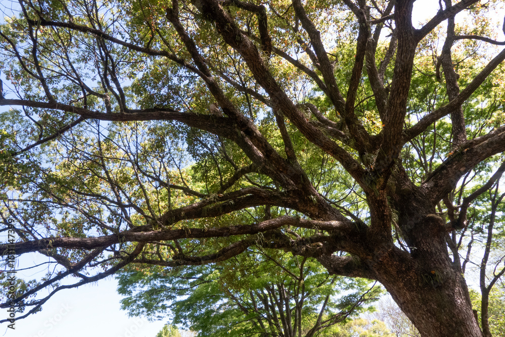 Fototapeta premium 生き生きとした春の緑が増す公園 滋賀県大津市皇子が丘公園