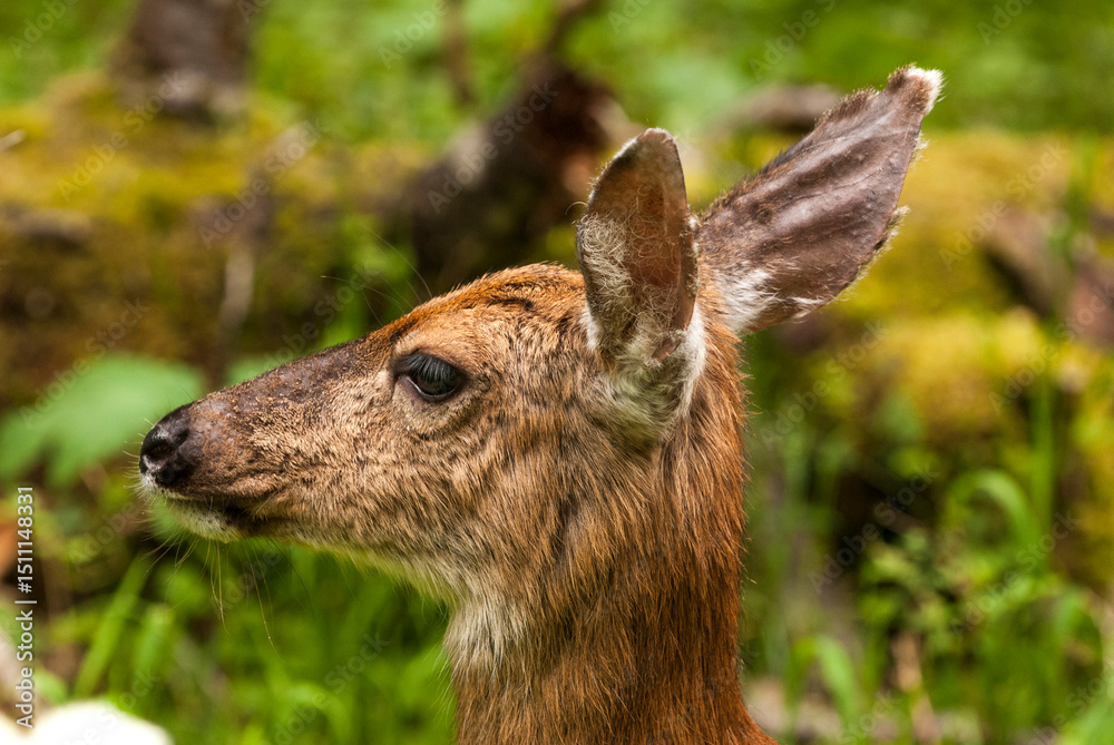 Fototapeta premium White tail deer doe profile portrait as seen at Mount Rainier National Park in Washington state_20100705_322.