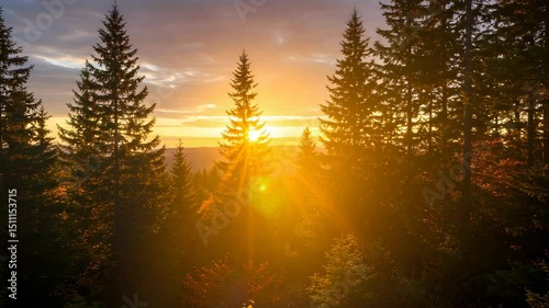 Brilliant Sunlight Through Forest Trees at Golden Hour in a Serene Landscape