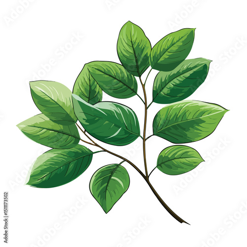 Detailed Botanical Illustration of Nature Leaves and Foliage Isolated on White Background