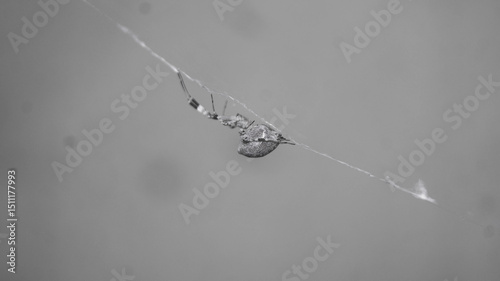 A black and white photograph of an Uloborus spider. Taken from Las Pinas, NCR, Philippines. photo