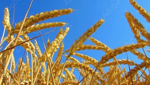 Golden wheat stalks ripple smoothly in the wind under a clear, vibrant blue sky.
