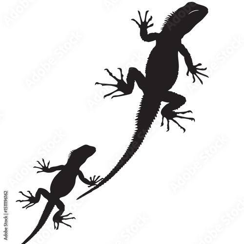 Lizards silhouette isolated in White background