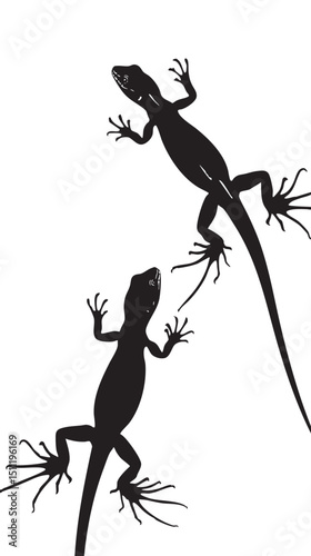 Lizards silhouette isolated in White background