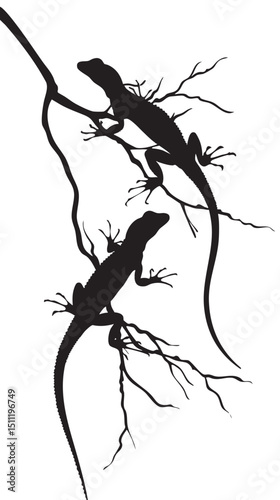 Lizards silhouette isolated in White background