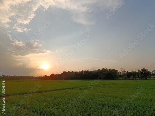 sunset over the field