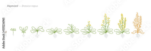 Rapeseed Growth Stages Vector Illustration for Agribusiness