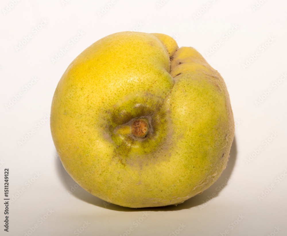 Fototapeta premium A quince fruit with a deep scar, on a white background.