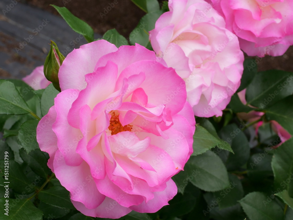 Obraz premium バラ（ボーダーローズ）