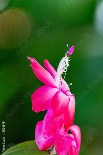 Flor de maio (Schlumbergera truncata)	