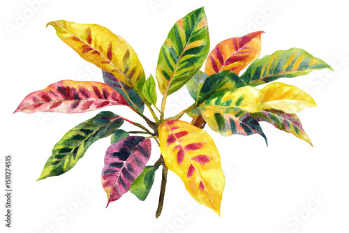 Watercolor illustration of a ficus tree on transparent background