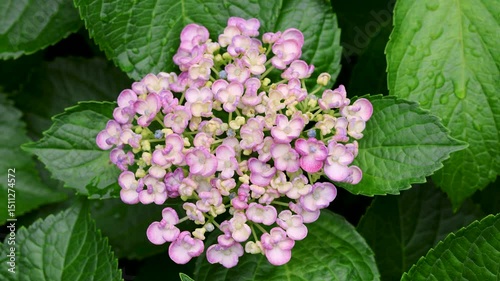 紫陽花