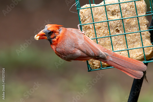 Molting Male Cardinal with a large chunk of suet in his beak,