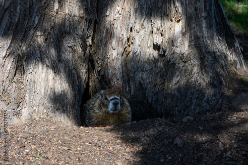 Photos Furry marmot emerging from it’s burrow at the base of a large tree trunk, Crooke