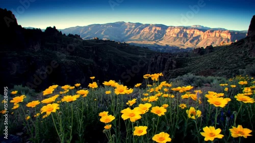 Yellow Blooms Against Dramatic Mountainscape Scenic Serenity At Sunrise