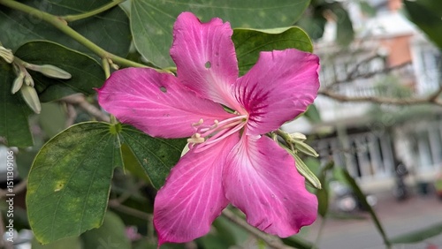 Close up Bright Hong Kong Orchid Tree Flower Blossom with Green Leaves in Garden