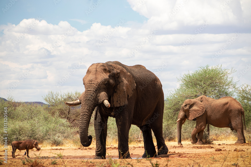 Fototapeta premium Wild african animals. African Bush Elephants in the grassland on a sunny day.
