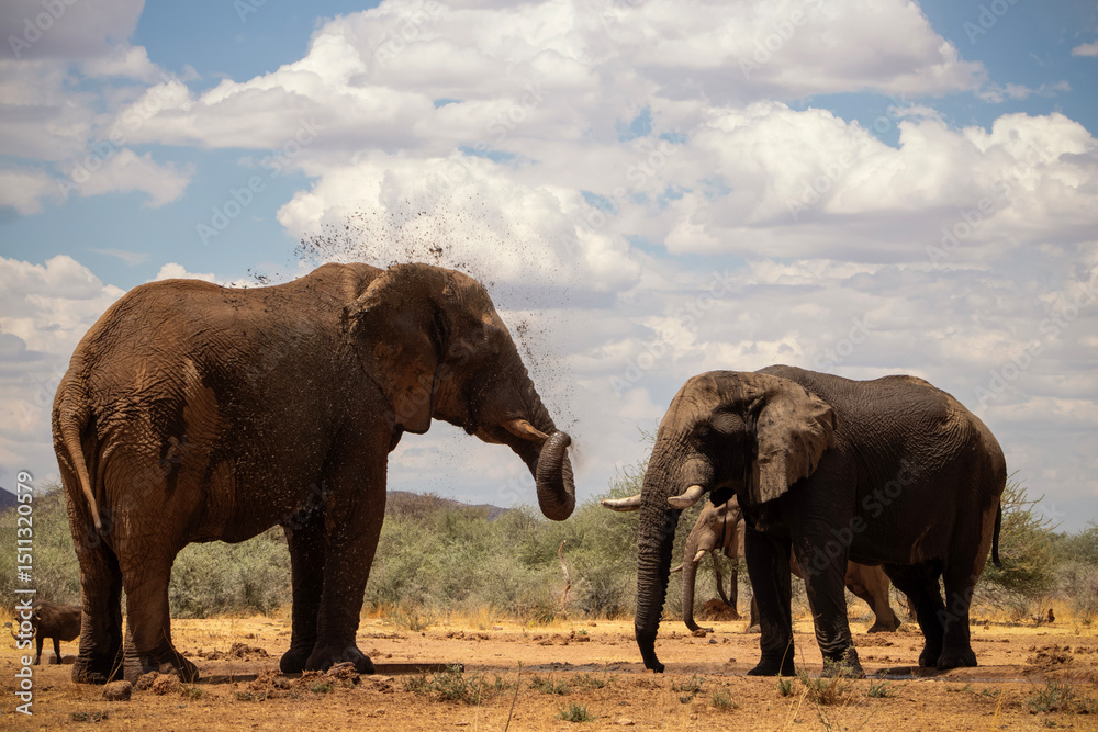 Fototapeta premium Wild african animals. African Bush Elephants in the grassland on a sunny day.