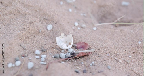 an empty loggerhead turtle egg shell at mon repos beach in bundaberg, australia