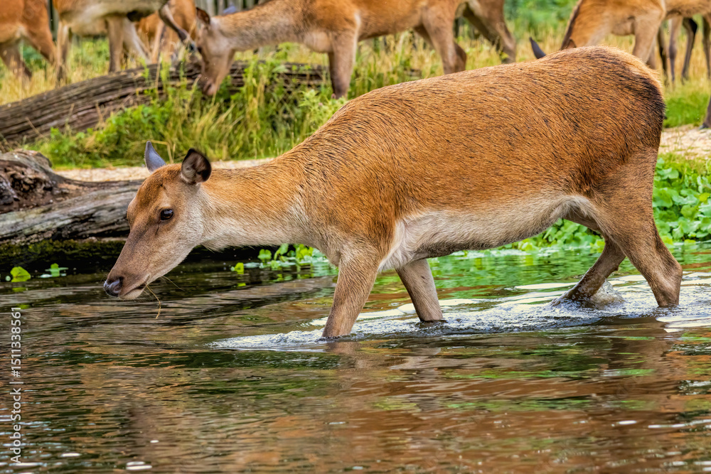 Fototapeta premium Red deer (Cervus elaphus) in Richmond park, London, UK