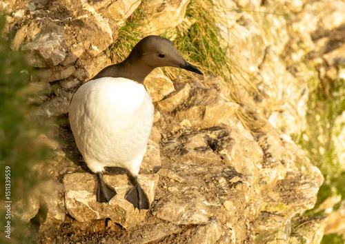 Guillemot on the cliffs in RSPB Bempton Cliffs reserve photo