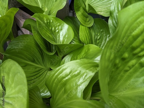 Close-up of lush green hosta leaves with natural texture and lighting, creating a tropical and calming foliage background in a garden setting.