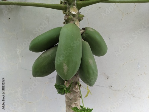 Cluster of unripe green papayas hanging from the tree trunk against a rustic wall background, showing tropical fruit growth in natural setting.