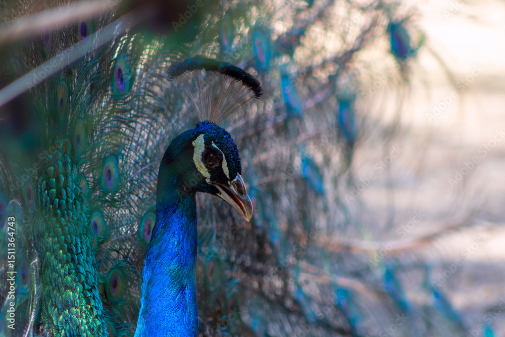 Obraz premium Portrait of beautiful peacock with feathers out (large bird).