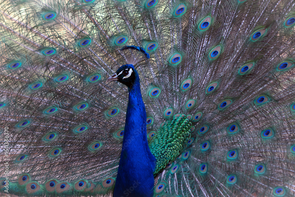 Obraz premium Portrait of beautiful peacock with feathers out ( large and brightly bird ).
