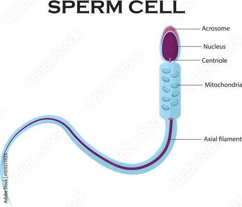 A sperm cell is the male reproductive cell responsible for fertilizing the female egg during reproduction