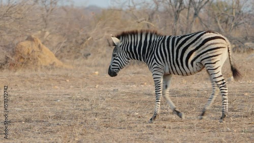 a tracking shot of a zebra foal walking at balule nature reserve of kruger national park in south africa