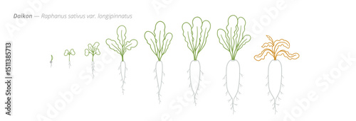 Daikon Growth Stages Vector for Agribusiness and Crop Management