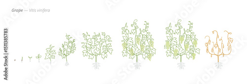 Grape Growth Stages Vector for Agribusiness and Crop Management