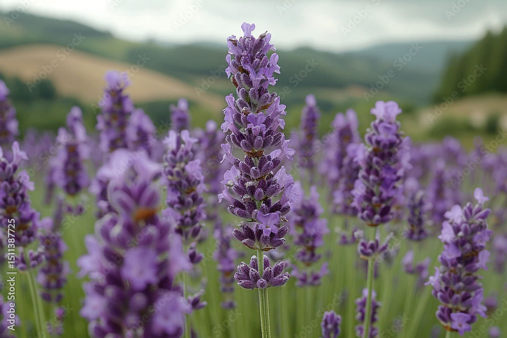 Obraz premium Blooming in summer, the vibrant purple lavender fields
