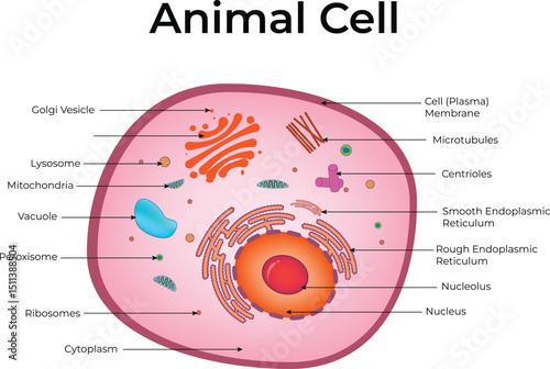 Animal cell, Cell Biology Education Specialist | Advanced Microscopy and Cellular Anatomy Research Educator 