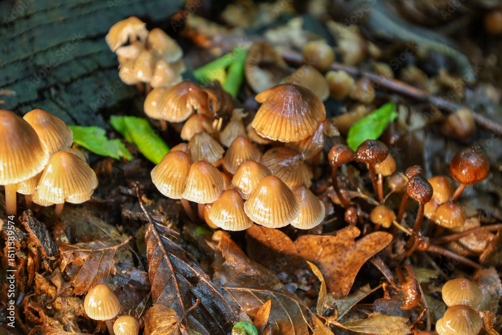 Brown forest mushrooms in their natural environment create a charming atmosphere. This macro shot captures the beauty and intricate details of the autumn forest. Observe the harmony of nature and its Brown forest mushrooms in their natural environment create a charming atmosphere. This macro shot captures the beauty and intricate details of the autumn forest. Observe the harmony of nature and its
