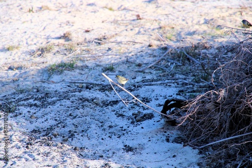 Spotted Pardalote (Pardalotus punctatus) perched near nest, South Australia photo