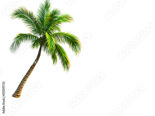 Tall lush green tropical palm tree with curved trunk and vibrant fronds isolated on white background for tropical scenery and exotic landscape decoration photo