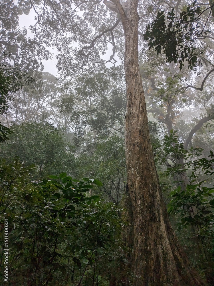 Obraz premium Misty Forest Canopy with Tall Tree Trunks