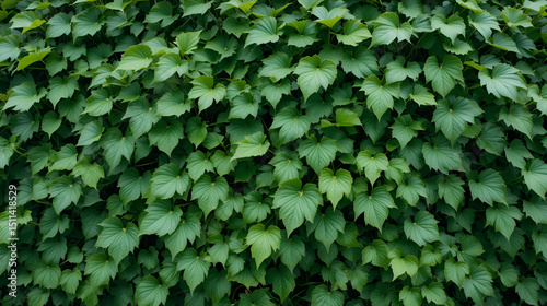 Close-up shot of a dense cluster of Syngonium podophyllum leaves, also known as arrowhead vines, creating a lush, green tapestry
