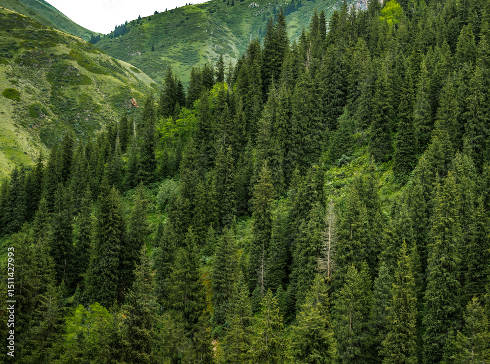 Fototapeta premium green forest in mountains