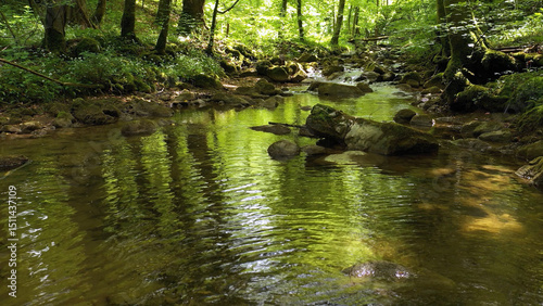 Beautiful gold green water reflection in the green forest.
